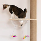 Cat Tree Transparent Spaceship Hammock Accessory Free Standing Cat Stand Accessory Modern Activity Cat Stand Space Ship