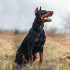 Tactical Dog Collar Military Adjustable Dog Collars Soft Nylon Training Collar with Patch Heavy Duty Metal Buckle Collars for Medium Large Dogs (Black, XL)