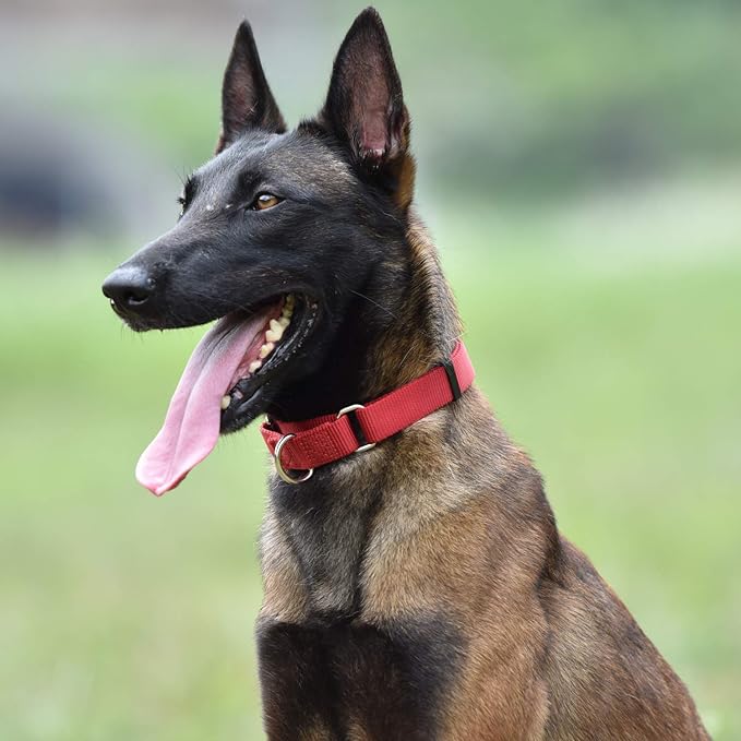 Hyhug Martingale Collar for Dogs Small Red |Escape - Proof Heavy Duty Nylon Durable No Buckle, Ideal for Training & Daily Walks