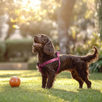 QQPETS Dog Harness Leash Set Adjustable Heavy Duty No Pull Halter Harnesses for Small Medium Large Breed Dogs Back Clip Anti-Twist Perfect for Walking