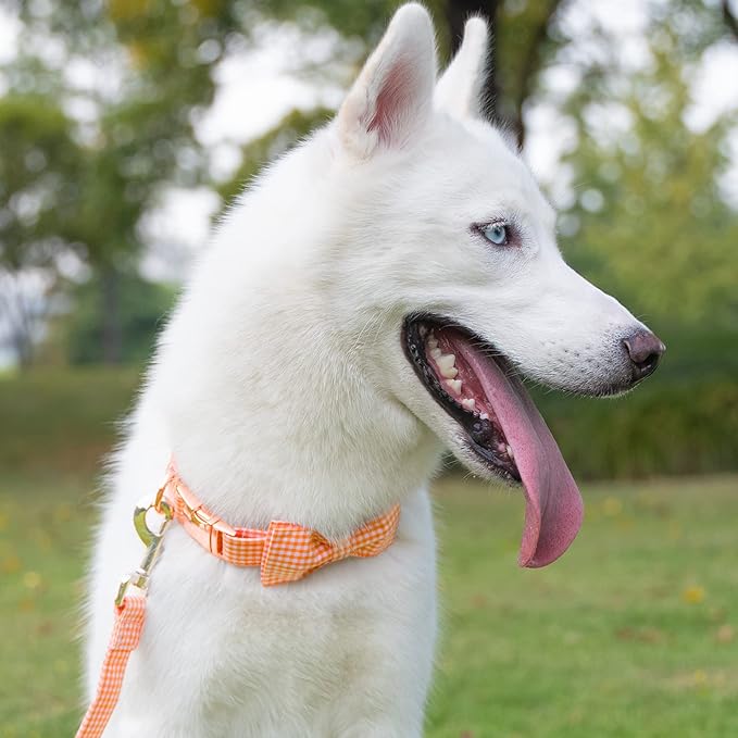 Tunkoo Dog Collar with Bow Tie Elegant Plaid Soft Comfy Cotton Adjustable Collar Premium Metal Buckle,Small Medium Large Puppy Cat Outdoor Training Walking Running（Orange Grid，S）