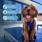 Best Pet Supplies Voyager Step-in Air All Weather Mesh Harness and Reflective Dog 5 ft Leash Combo with Neoprene Handle, for Small, Medium and Large Breed Puppies - Royal Blue/Black Trim, Medium