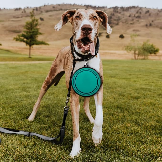 Collapsible Dog Bowls-2 Pack Large Size for Large/Medium Dogs, Pet Travel Water Bowl, Dogs Cat Portable Water Bowl, Dog Pet Feeding Watering Dish Outdoor Hiking Parking Traveling with 2 Carabiners