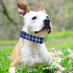 Wide Martingale Collar for Dogs Large Medium Extra Large with Blue Plaid Design, No Pull Choke Cinch Escape Proof Training Collar -Plaid M