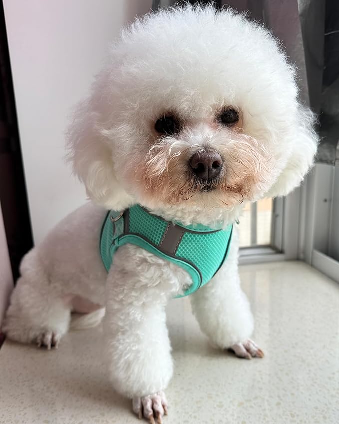 Solmoony Dog Harness for Small Medium Large Dogs No Pull, Puppy Harness and Leash Set, Puppy Harness, Step in Harness for Small Dogs,mesh Dog Harness. (Green, XXS)