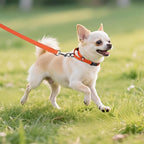 Martingale Collar for Dogs with Quick Release Buckle, Reflective Soft Padded & Escape Proof, Adjustable Nylon Dog Collars for Training & Daily Walking (Orange,XS)