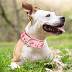 1.5 inch Wide martingale collar for extra large dogs,Big Thick Dog CollarNo-Slip Escape Proof Choke No Pull Cinch for Male and Female Dogs for Training & Walking -Pink cherry XL