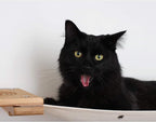 CatastrophiCreations Climb - Multiple-Level Cat Hammock & Climbing Activity Center - Wall-Mounted Cat Tree Shelves