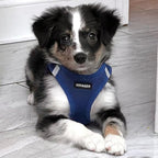 Best Pet Supplies Voyager Step-in Air All Weather Mesh Harness and Reflective Dog 5 ft Leash Combo with Neoprene Handle, for Small, Medium and Large Breed Puppies - Set (Royal Blue), XL