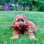 Chuckit! Interactive Dog Toy Ultra Fetch Stick - 12 Inch Outdoor Dog Toy for All Breed Sizes