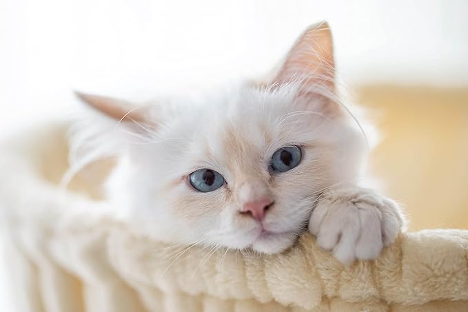 SHA CERLIN Cat Tree 36 Inches Cat Tower with Hammock, Sisal Scratching Post for Indoor Kittens, Small Room, Beige