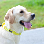 Hyhug Martingale Dog Collar Medium Yellow |Escape - Proof Heavy Duty Nylon Durable No Slip, Ideal for Training & Daily Walks