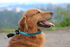 Braided Round Martingale Dog Collar, Training Collar with Slidable Stop Ring and Adjustable Stopper - Ideal for Large Dogs (L(1/2") - 20" Long, Light Blue)