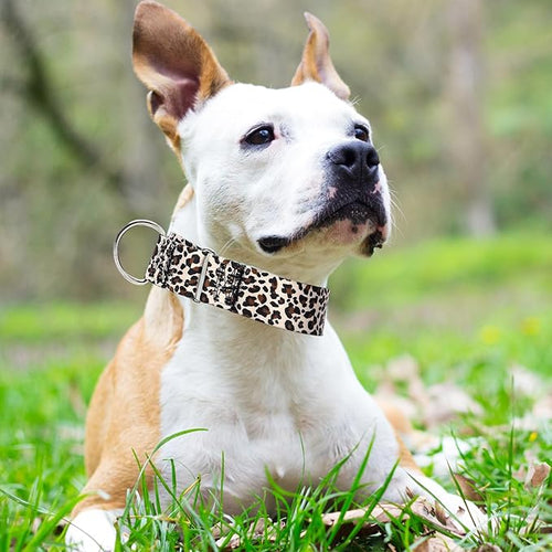 1.5 Inch Martingale Collar for Dogs - Dog Training - Big, Wide & Thick Dog Collar - Escape-Proof, Durable and Comfortable- for Large Breeds Walking, Running & Training -Leopard M