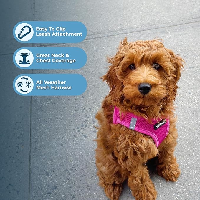 Best Pet Supplies Voyager Step-in Air All Weather Mesh Harness and Reflective Dog 5 ft Leash Combo with Neoprene Handle, for Small, Medium and Large Breed Puppies - Set (Fuchsia), S