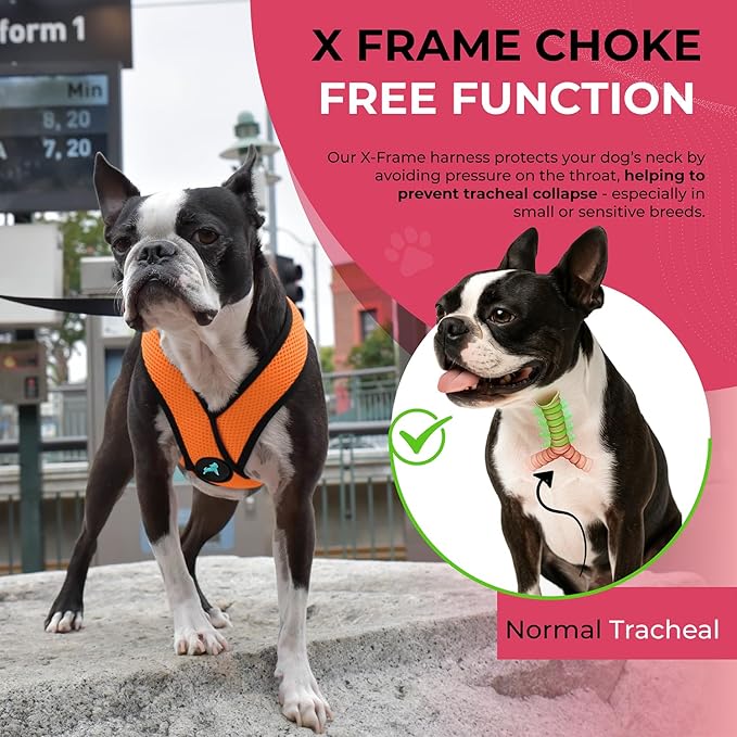 Gooby Comfort X Head-in Harness - Orange, Small - No Pull Dog Harness with Patented Choke-Free X Frame for Small Breeds - Indoor and Outdoor Use