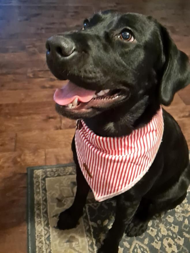 Lionet Paws Dog Bandana for Small Medium Large Dogs, Cat Dogs Kerchief Triangle Bibs Scarf for Girl or Boy