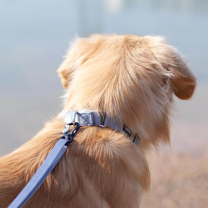 Hyhug Martingale Collar for Dogs Small Gray |Escape - Proof Heavy Duty Nylon Durable No Buckle, Ideal for Training & Daily Walks