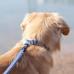 Hyhug Martingale Collar for Dogs Small Gray |Escape - Proof Heavy Duty Nylon Durable No Buckle, Ideal for Training & Daily Walks