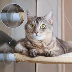 Tondiamo 8 Pcs Cat Window Perch Suction Cups, Powerful Window Bed Replacement Suction Cup for Cat Hammocks Window Seat Supplies, 2 Styles(Vivid Style)