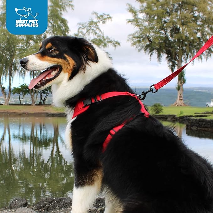 Voyager Step-in Pet Harness - All Weather Mesh, Adjustable Step in Harness for Cats and Dogs by Best Pet Supplies - Baby Blue/Black Trim, XL