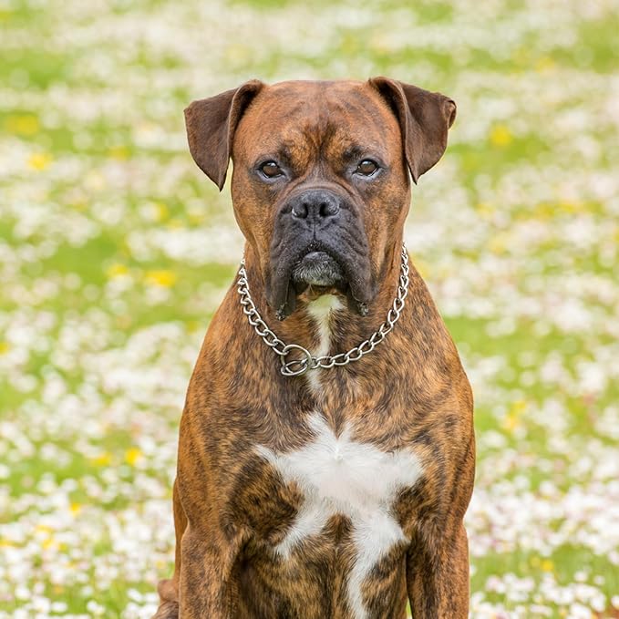 Dog Chain Collars, Slip Link Training Puppy Collars Heavy Duty Dog Collar for XXS XS Small Medium Large Dogs, Silver XXS