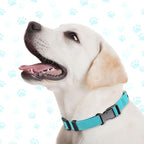 9 Pieces Adjustable Dog Collar for Animal, Soft Nylon Pets Puppy Collar with Quick Release Buckle Holder Bulk for Dogs Walking Running Training(Medium,Bright Colors)