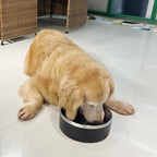 Stainless Steel Dog Bowl, Metal Water and Food Dish for Large Dogs, Insulated Non-Slip Pet Bowl, Easy Clean, 64oz, Black