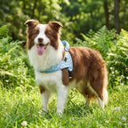 Didog No Pull Dog Harness with Soft Padded, Easy Walk Dog Harness with Quick Release Buckle, Adjustable & Reflective Pet Harness with Soft Padded for Medium Dogs (M:Chest 22-26", Blue)