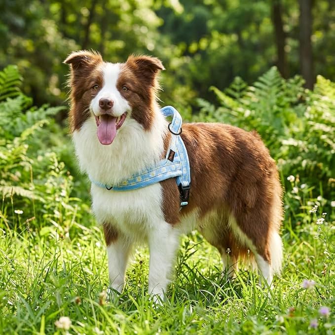 Didog No Pull Dog Harness with Soft Padded, Easy Walk Dog Harness with Quick Release Buckle, Adjustable & Reflective Pet Harness with Soft Padded for Medium Dogs (M:Chest 22-26", Blue)