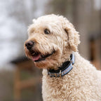 If It Barks - 1.5" Martingale Collar for Dogs - Quick Snap Release Buckle - Adjustable - Nylon - Strong and Comfy - Ideal for Training - Made in USA - Large, Finley