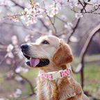 ARING PET Strawberry Dog Collar, Cute Spring Summer Pink Puppy Pet Collars for Small Medium Large Female Girl Dogs-XS