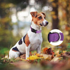 Martingale Dog Collar with Quick Release Buckle Steel Chain No Pull Training Reflective Collar for Medium Large Dogs(Purple, Large)