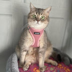 Best Pet Supplies Voyager Step-in Air Harness - All Weather Mesh, Reflective, No Pull Harness for Dogs, Cats - Secure with Hook & Loop Fastener, Buckle, Double D-Rings - Pink, XS