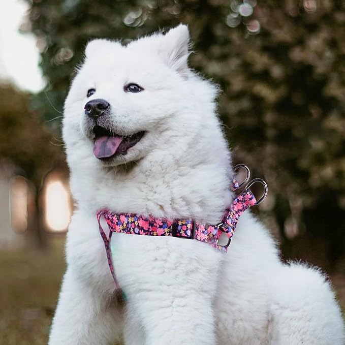 QQPETS Dog Harness Leash Set Adjustable Heavy Duty No Pull Halter Harnesses for Small Medium Large Breed Dogs Back Clip Anti-Twist Perfect for Walking