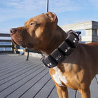 Tactical Weighted Dog Collar - Weights for Training & Exercise - Small, Medium, Large Dogs