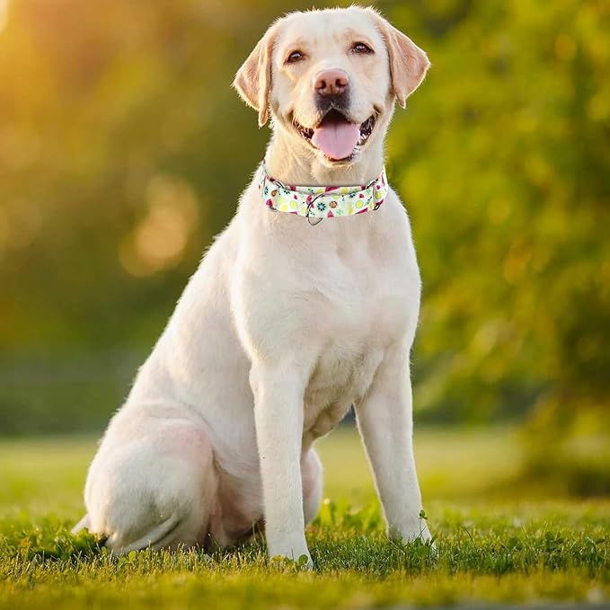 Serijoars Adjustable Martingale Dog Collar Heavy Duty Nylon Dog Collar for Medium Large Dogs Walking Training Boy and Girl Dogs (NO6, M)
