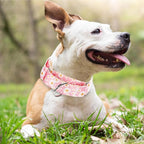 Wide Martingale Collar for Dogs -1.5 Inch Dog Training Collar - Big, & Thick Dog Collar - Escape-Proof, Durable and Comfortable - pink Daisy M