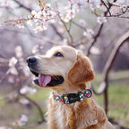 ARING PET Girl Dog Collar, Cute Spring Summer Floral Puppy Pet Collars for Small Medium Large Dogs-M