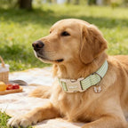 ARING PET Stripe Dog Collar, Cute Spring Summer Green Stripe Pet Collars with Bow Charm for Puppy Small Medium Large Boy Girl Dogs-M, for Daily Outdoor Walking Training