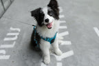 Voyager Dog Harness Dual Leash Attachment No-Pull Control Adjustable Soft but Strong Pet Harness for Medium and Large Dogs with 3M Reflective Technology, Turquoise Nylon, S (Chest: 16-20")