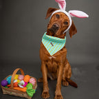 Elegant little tail Easter Dog Bandana, Chicken Eggs 1PC Washable Dog Scarf Female or Male Square Bib Kerchief Scarf Adjustable Pet Bandana for Medium Large Dogs