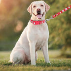 Dog Collar with Leash Airtag Holder Case Set - Dog Collars for Male Female Boy Girl Puppy X-Small Small Medium Large Dogs Walking Running Training - Red Daisy/S