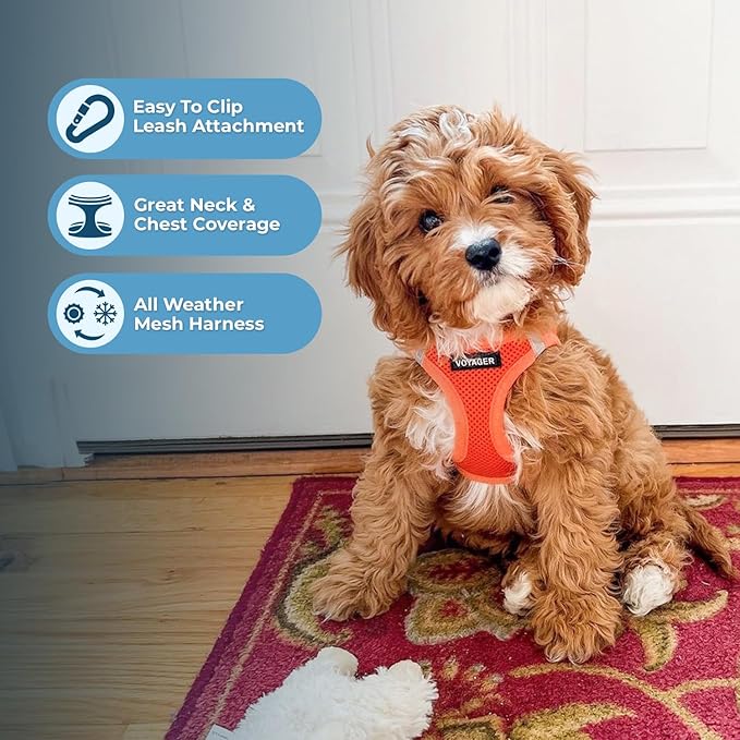 Best Pet Supplies Voyager Step-in Air All Weather Mesh Harness and Reflective Dog 5 ft Leash Combo with Neoprene Handle, for Small, Medium and Large Breed Puppies - Harness Leash Set (Orange), XS