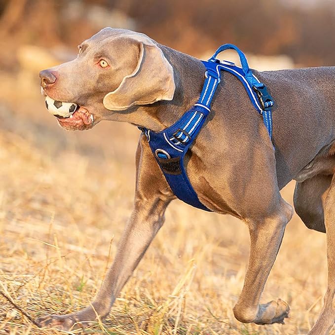 TRUE LOVE Dog Harness No Pull Nylon Reflective Pet Harness Adjustable Comfortable Control Step-in Brilliant Colors Truelove TLH56512 XS Royal Blue