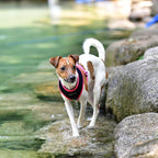 Puppia Soft Harness II - Navy - L