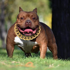 BAOBOTE 23MM Gold Dog Collar,Dog Chain Collars with Cuban Link Dog Collar,Heavy Duty Training Collar Chew Proof for Medium Dogs(26" Gold)