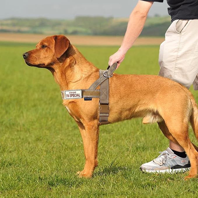 Annchwool No Pull Dog Harness with Soft Padded Handle-Reflective Strip Escape Proof and Quick Fit to Adjust Dog Harness-Easy for Training Walking for Small & Medium and Large Dogs(Brown,XS,1 In Width)