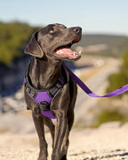 Joytale No Pull Dog Harness Medium Sized Dog, Reflective Pet Vest with Front Clip, Adjustable Soft Padded Harnesses with Easy Control Handle for Training and Walking, Purple, M