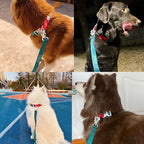 Heavy Duty Tactical Dog Collar,Metal Buckle Quick Release Collar for Large Dogs,1700 LB Strength Tested,Dual Color Nylon Collar for Walking,Training & Hunting